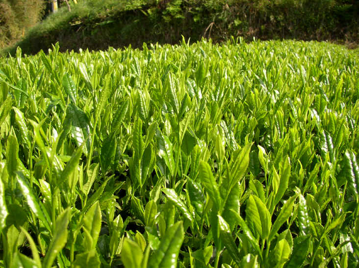 ＪＡかみましき矢部無農薬茶の会