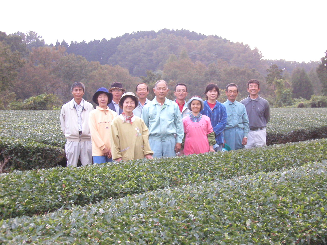 ＪＡかみましき矢部無農薬茶の会